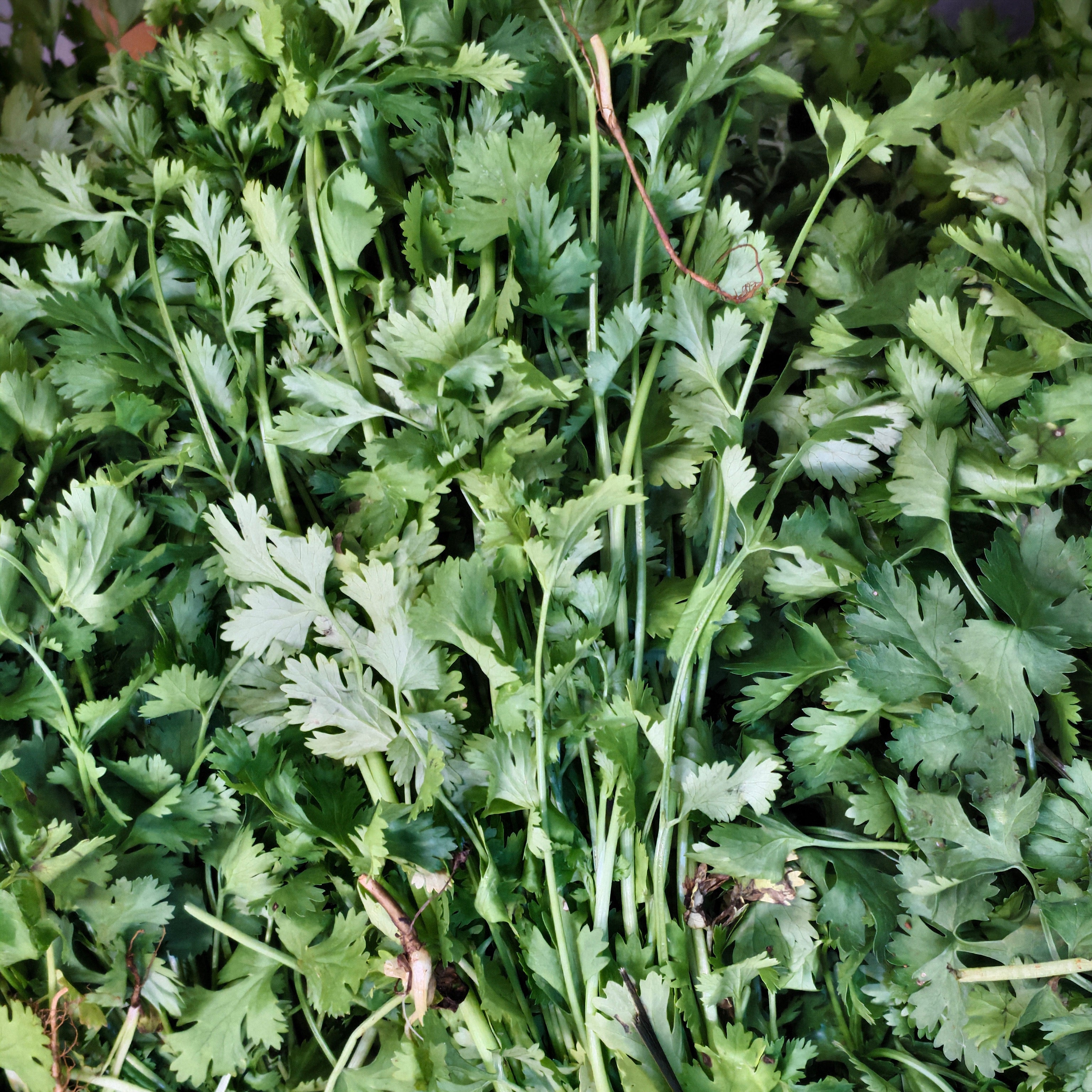 coriander leaves (kotthimira)
