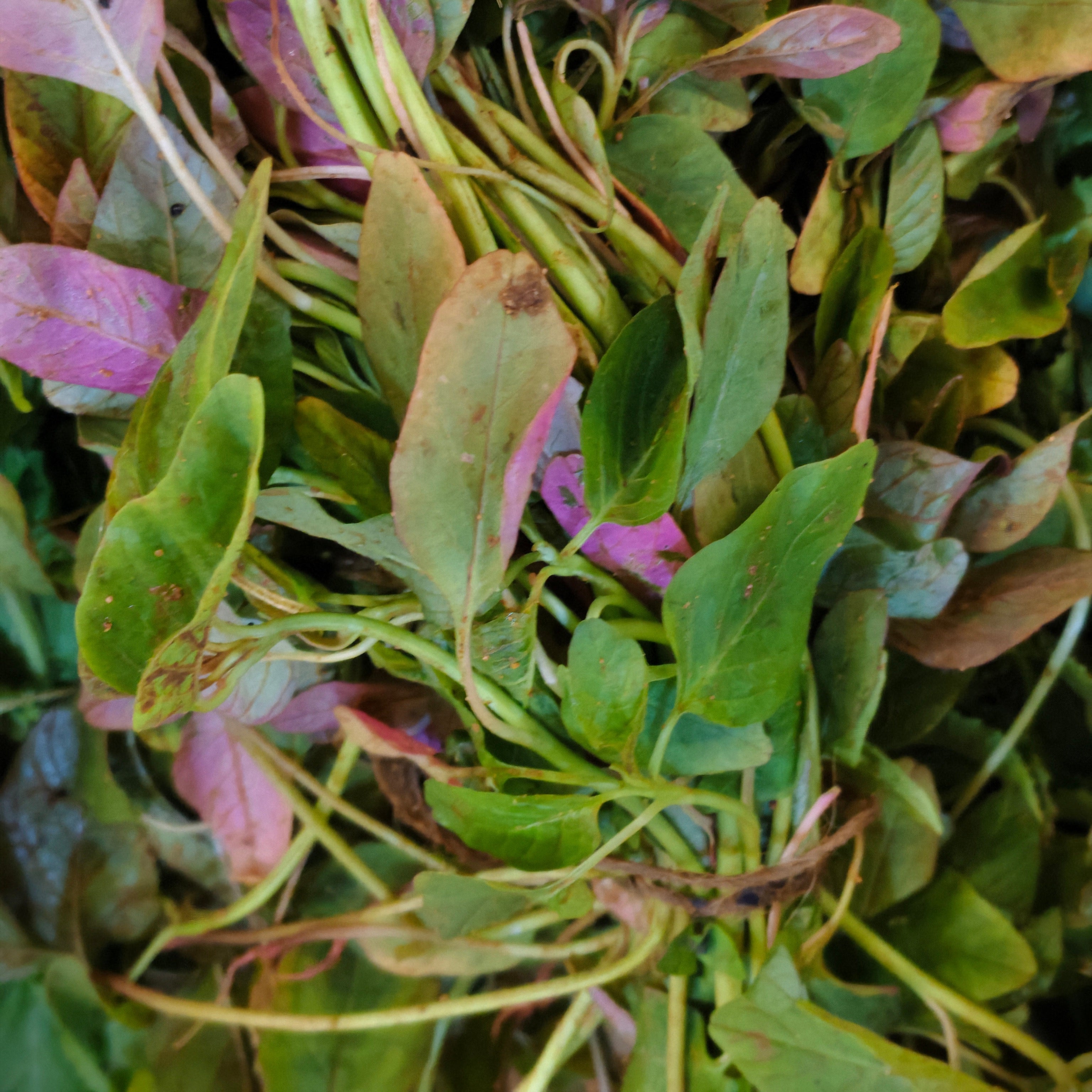 red amarnath leaves (erramolaka aku)