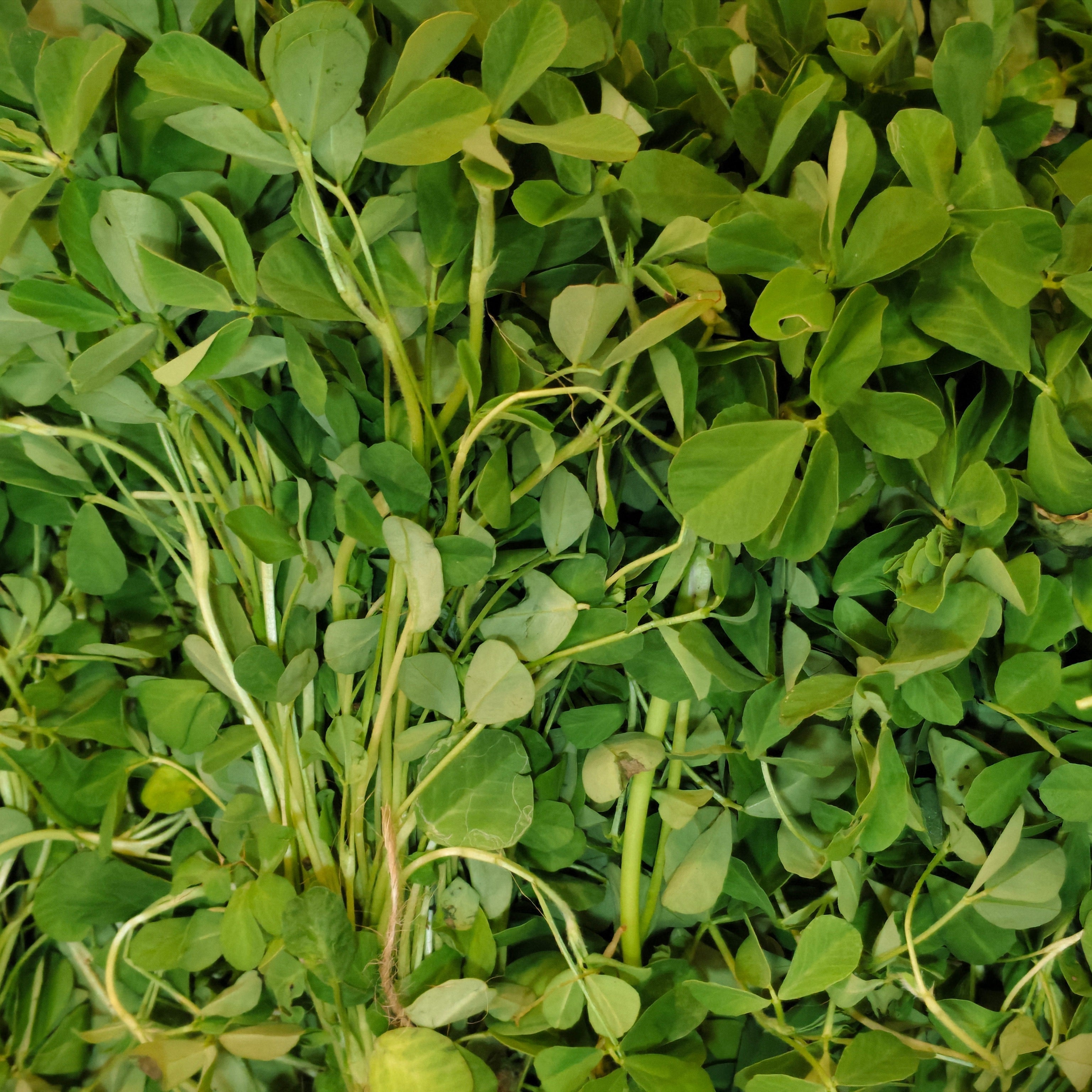 Fenugreek (menthi aku)