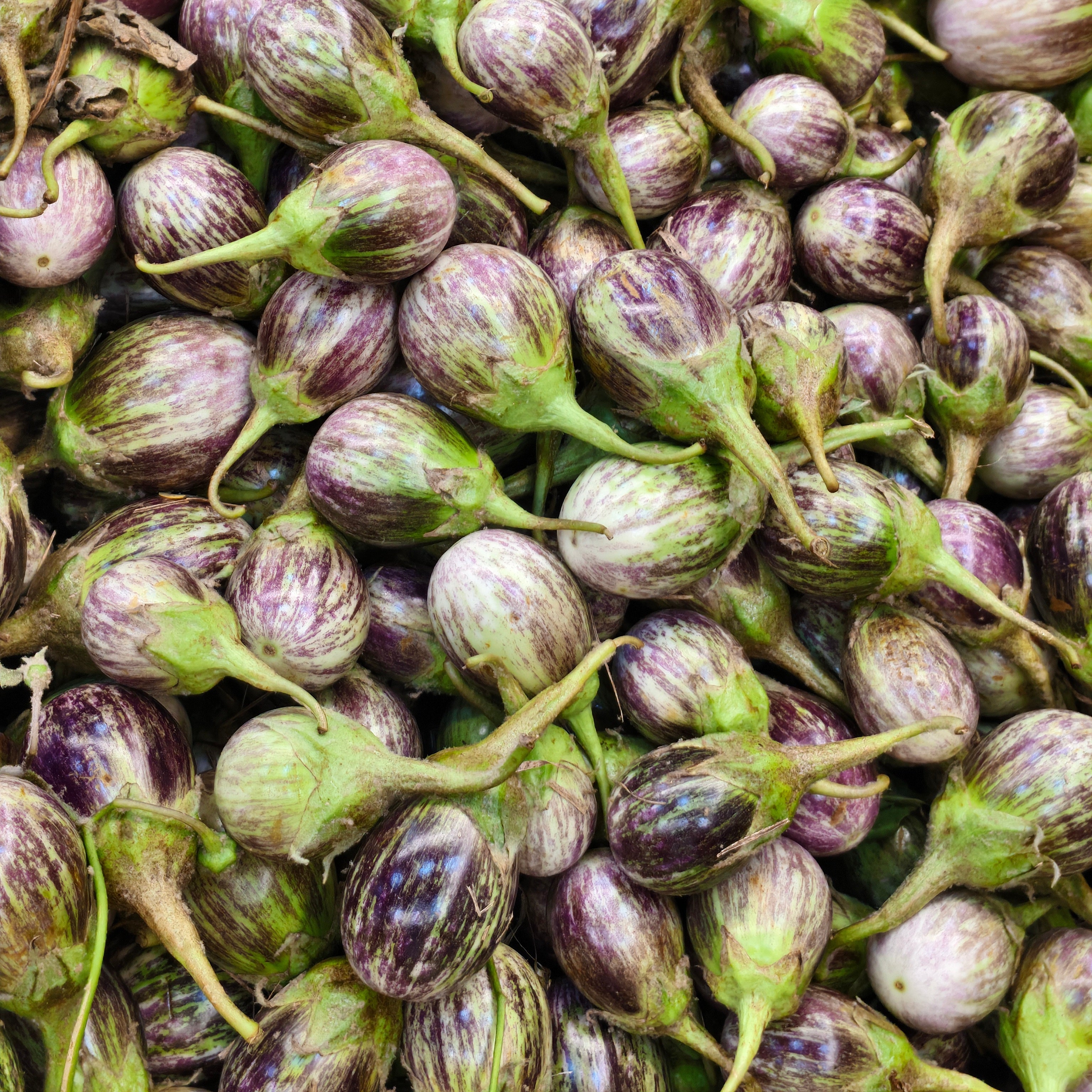 Brinjal (Vaṅkāya)