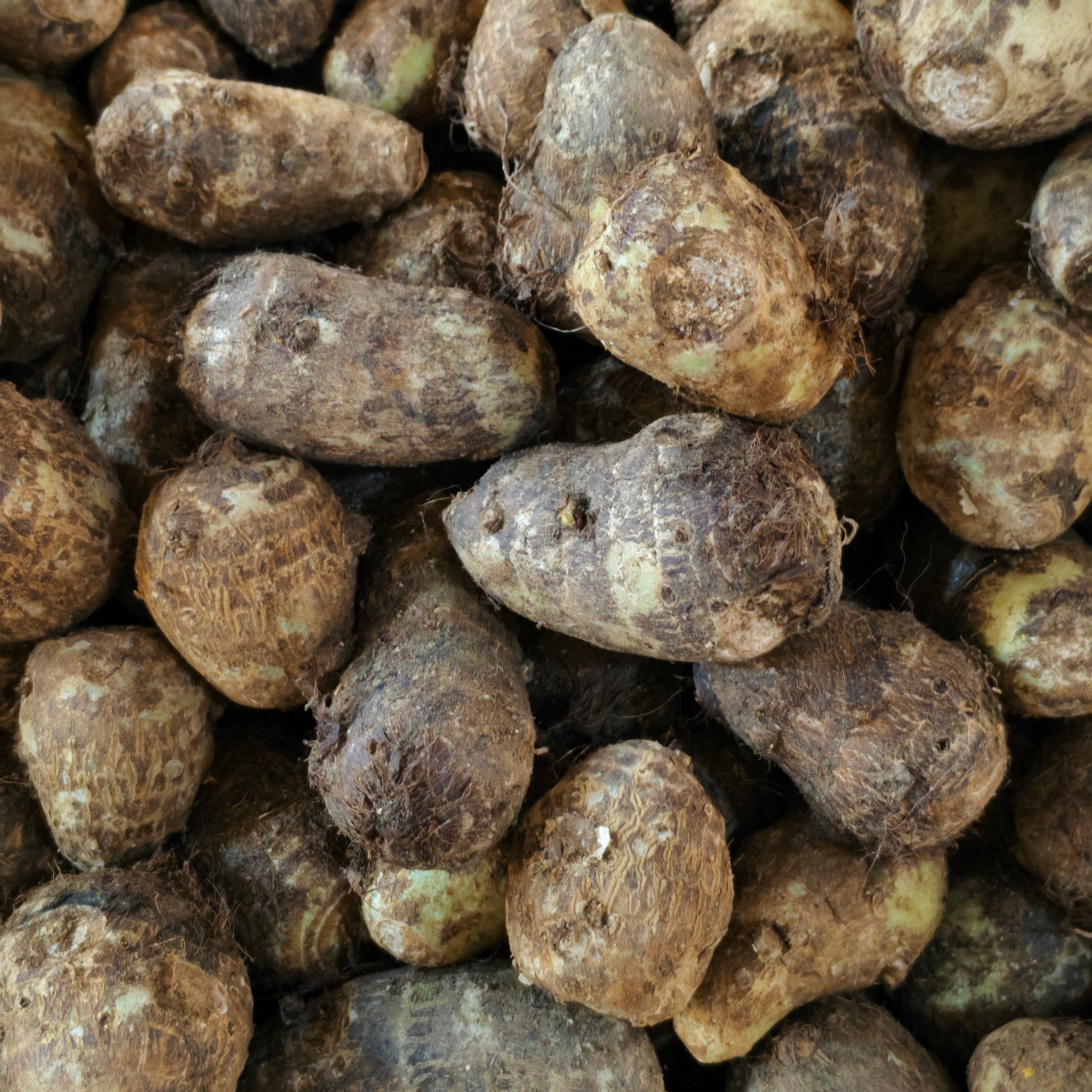 taro root (Chamadumpa)