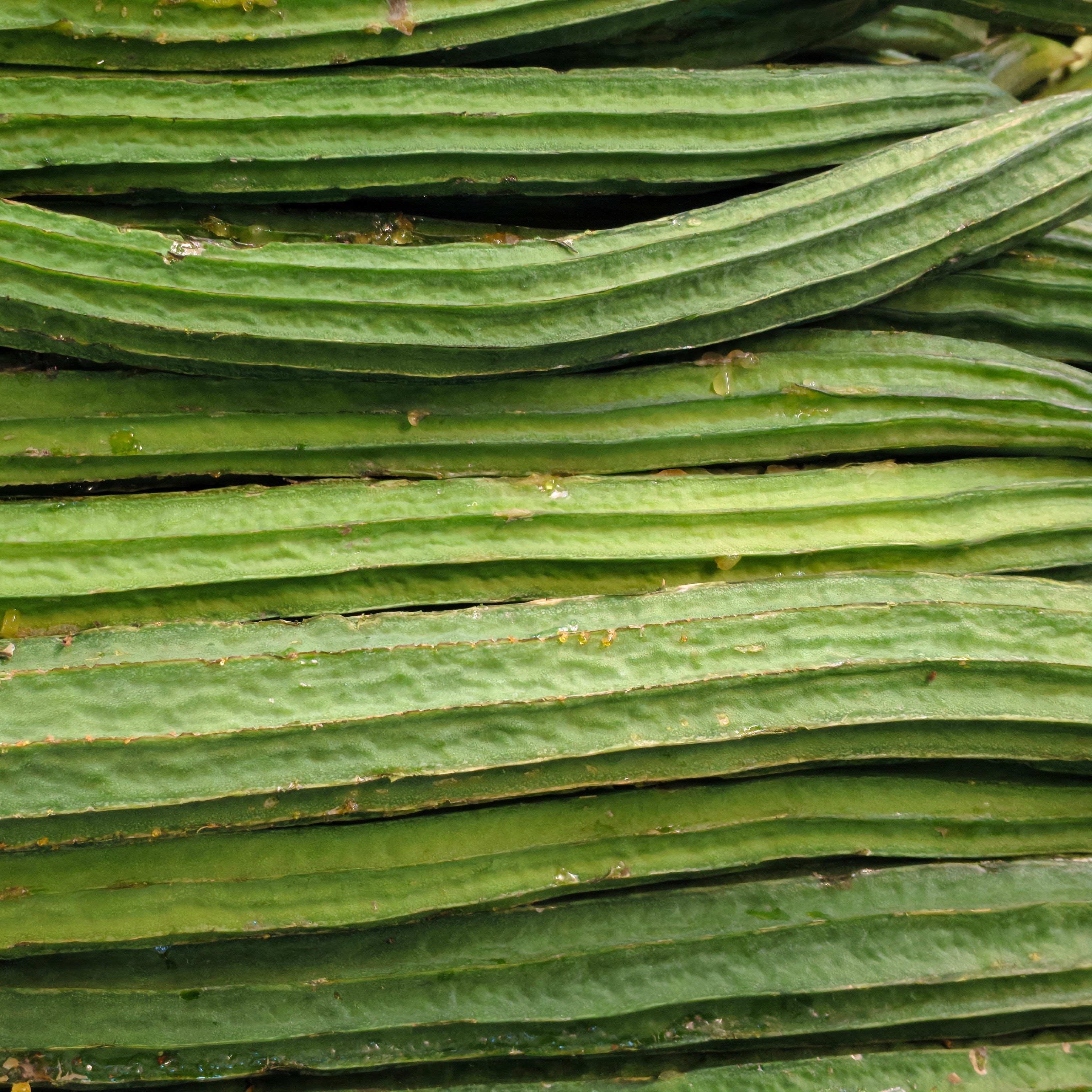 Ridge Gourd (beerakaya)