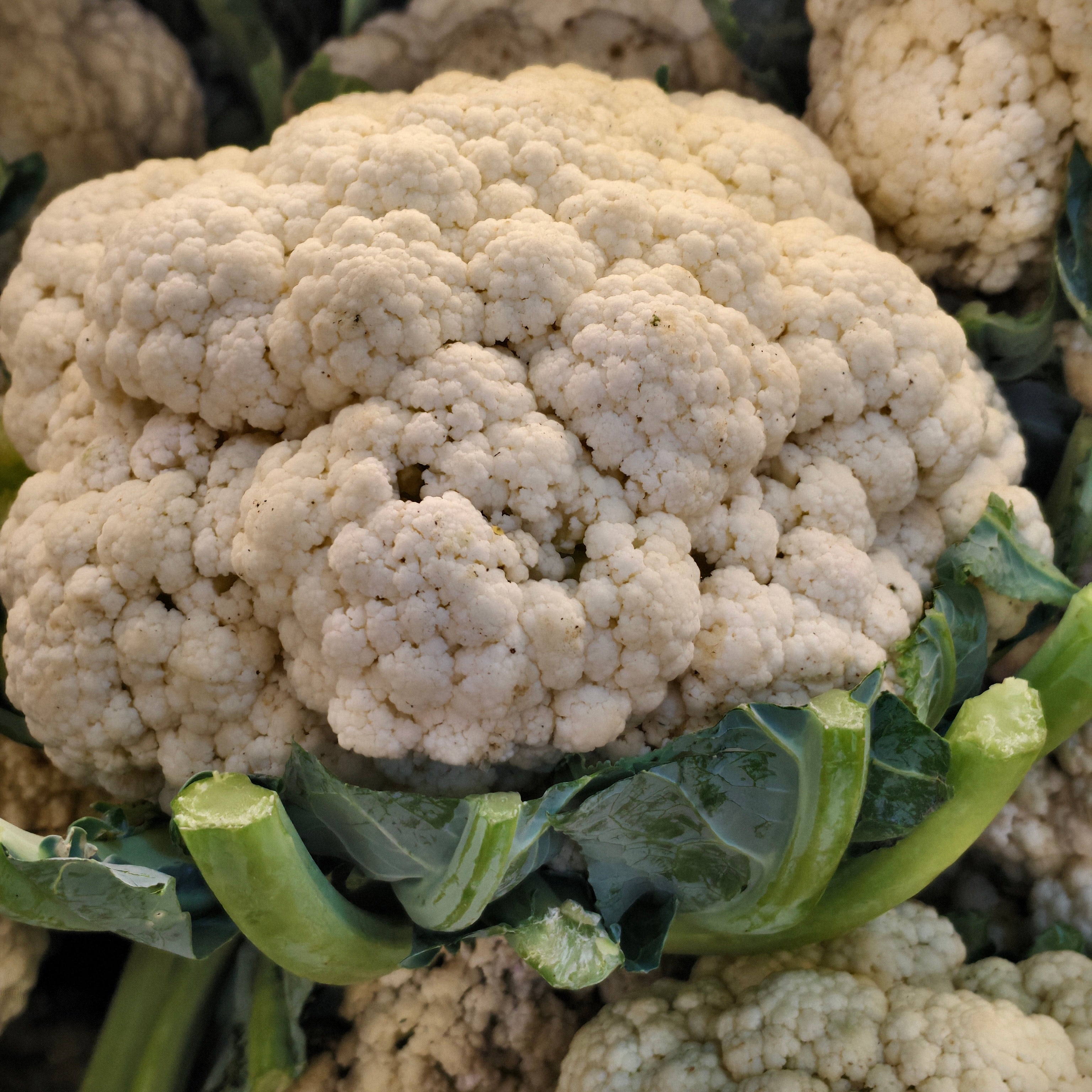 cauliflower ( 800 - 1.2 kg )